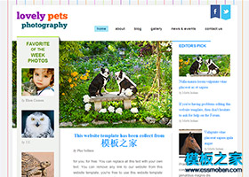 七彩线条简洁的宠物狗网站模板