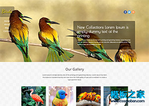 鸟类动物图片展示企业html5模板
