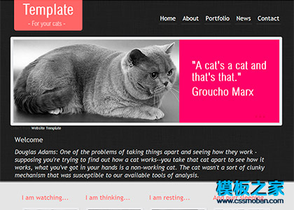 纯色漂亮的宠物猫企业网站模板