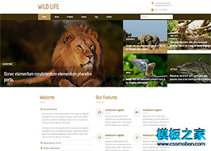 棕色簡潔野生動物園bootstrap網站模板