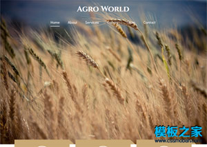 農業稻香蔬菜農產品響應式網站模板