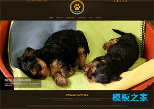 深棕色宠物乐园诊所企业网站模板