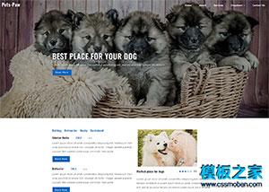 狗狗寵物醫院企業網站整站模板
