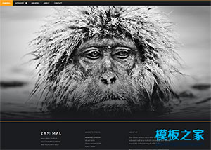 黑色寬屏Animal動物攝影網頁模板