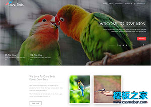 bird花鳥市場企業網站模板