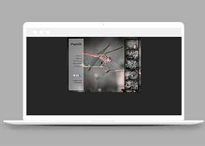 幻燈片切換圖片展示詳情介紹蜻蜓主題網站模板