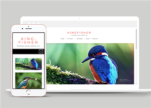 自适应动物鸟类摄影作品展示网站静态模板